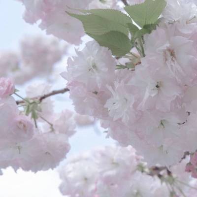 兽设毛发质感表现福瑞交流群